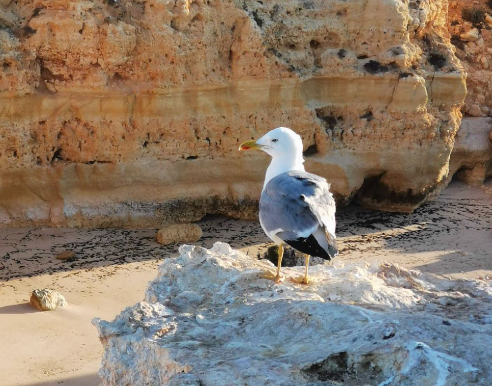 Lente-TOF-de-HONOR-20-PRO--Disfruta-de-un-efecto-bokeh-profesional