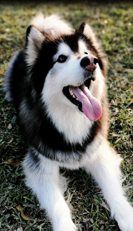 TUTORIAL-Como-sacar-fotos-con-fondo-borroso