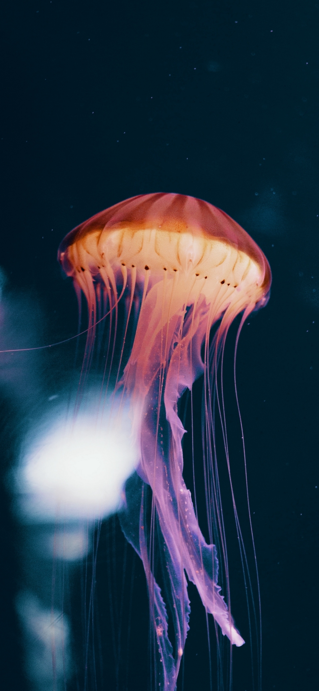 Imágenes-para-celular