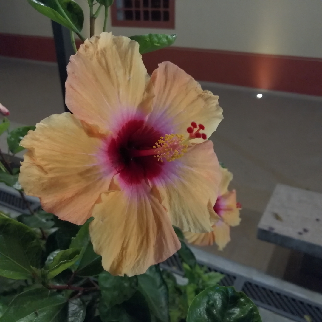 flor-de-San-Joaquín