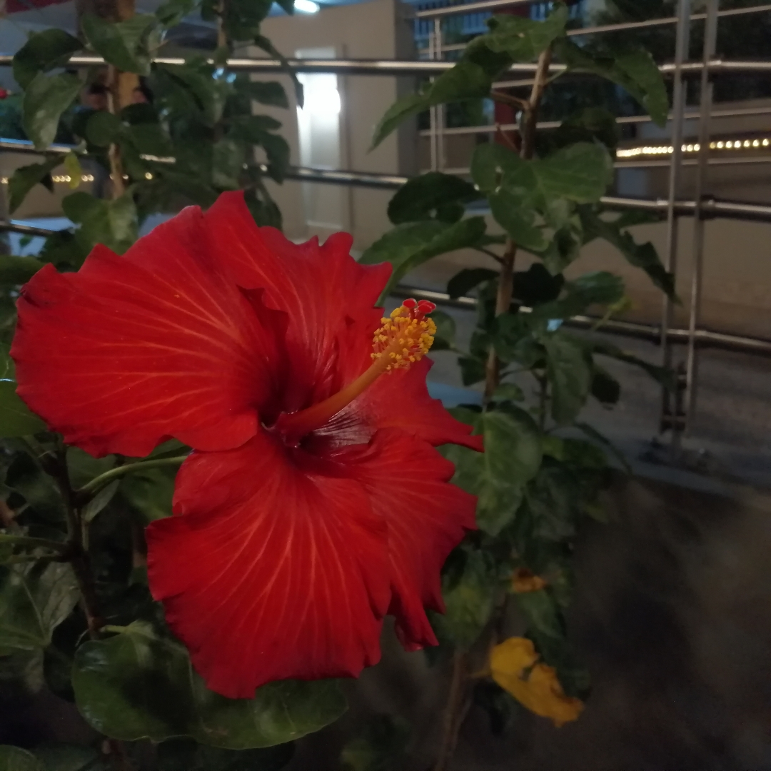 flor-de-San-Joaquín