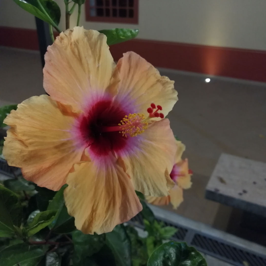 flor-de-San-Joaquín