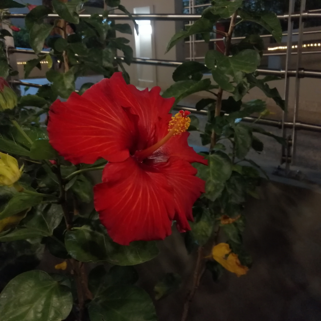 flor-de-San-Joaquín