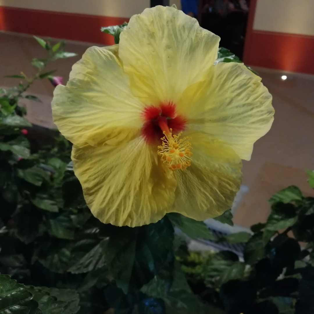 flor-de-San-Joaquín