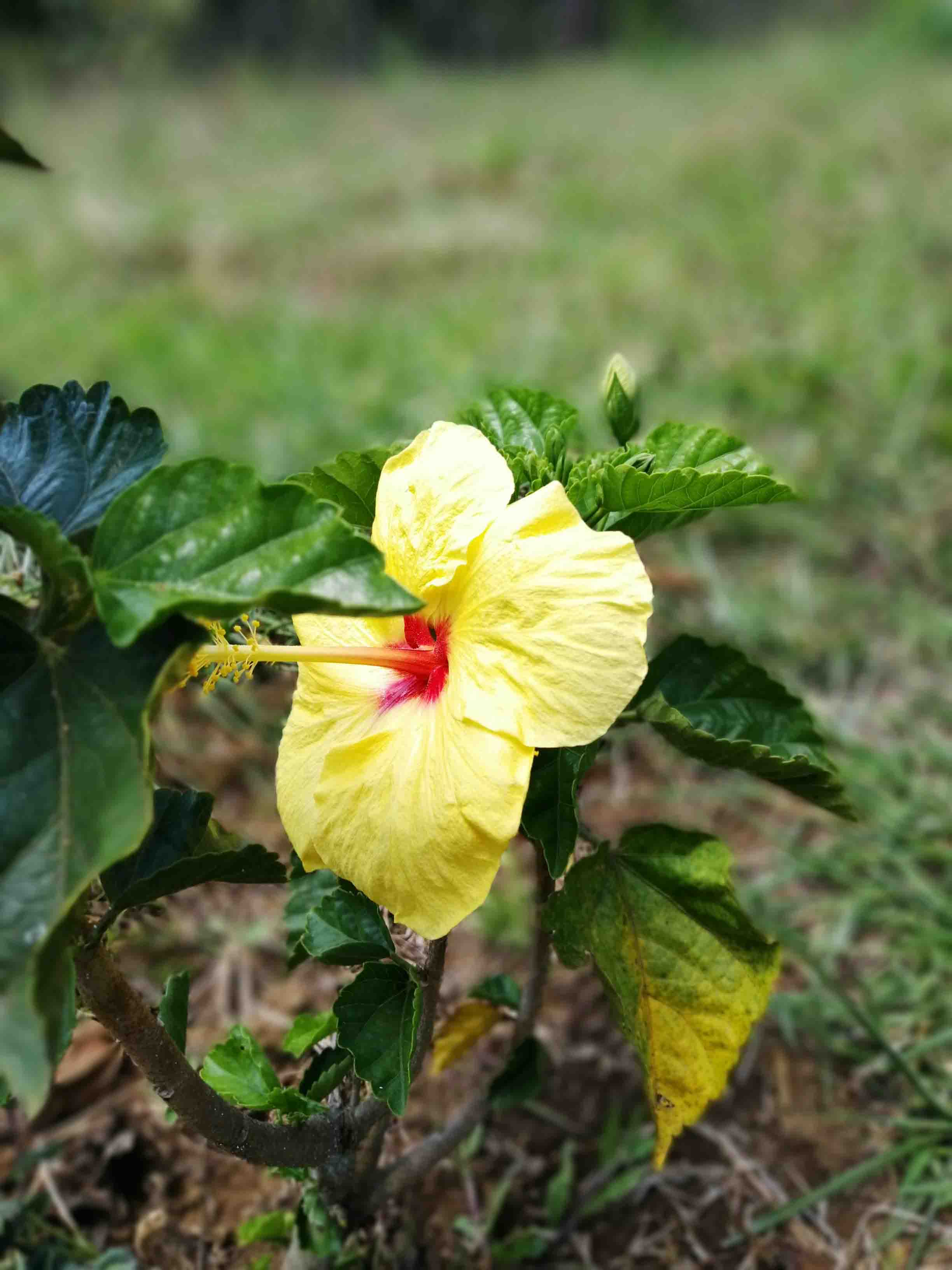 Colección-de-fotografíaLas-bonitas-fotos-tomadas-por-los-fans-de-HONOR