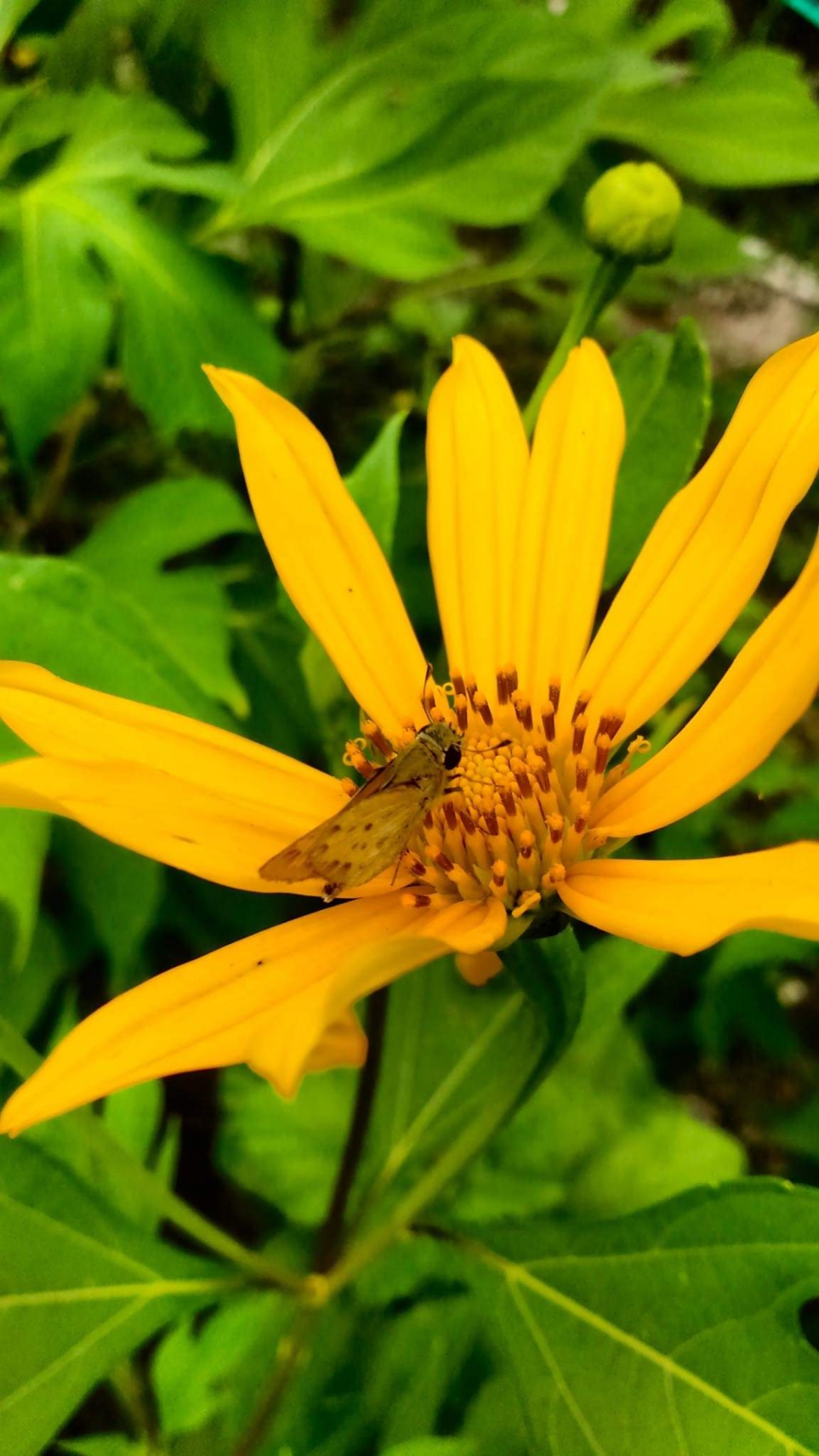 Colección-de-fotografíaLas-bonitas-fotos-tomadas-por-los-fans-de-HONOR