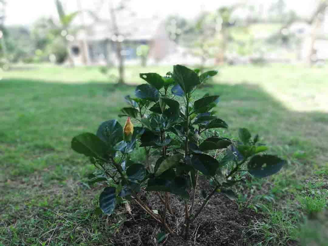 Colección-de-fotografíaLas-bonitas-fotos-tomadas-por-los-fans-de-HONOR