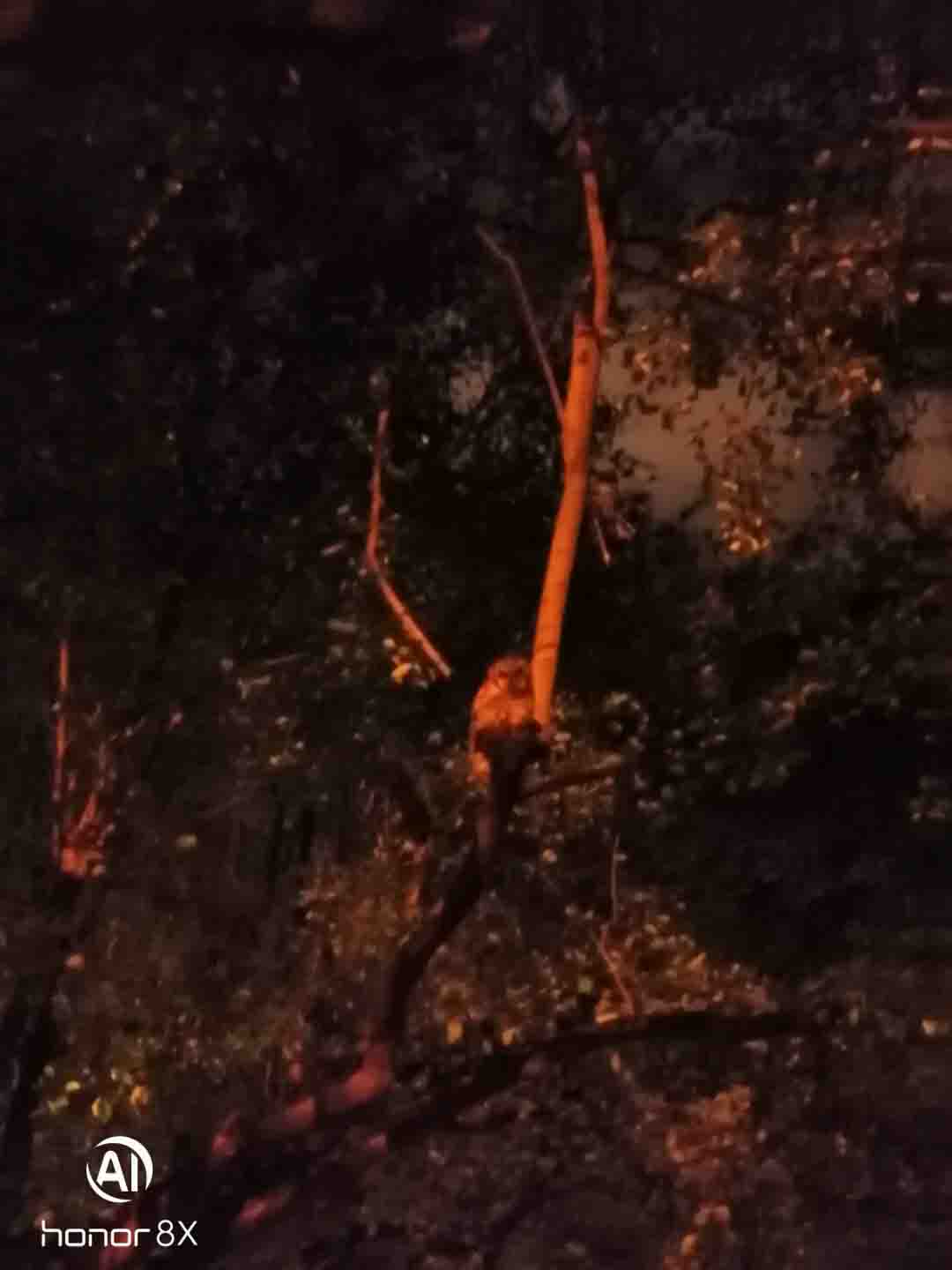 Colección-de-fotografíaLas-bonitas-fotos-tomadas-por-los-fans-de-HONOR