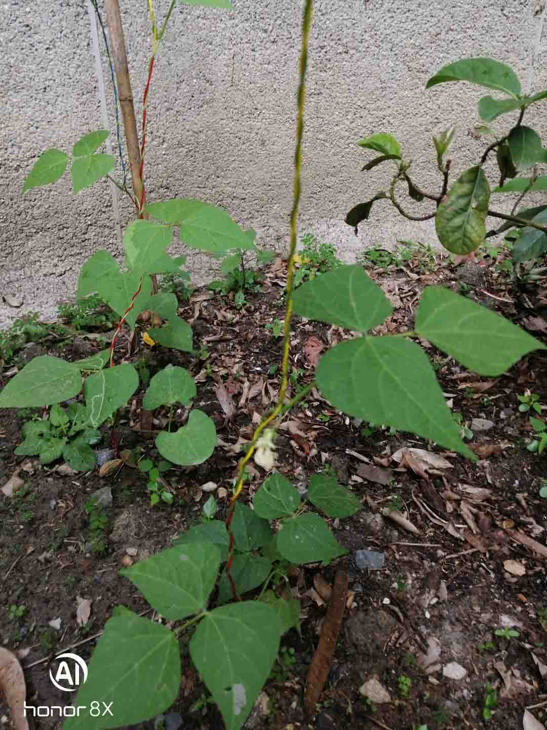 Colección-de-fotografíaLas-bonitas-fotos-tomadas-por-los-fans-de-HONOR