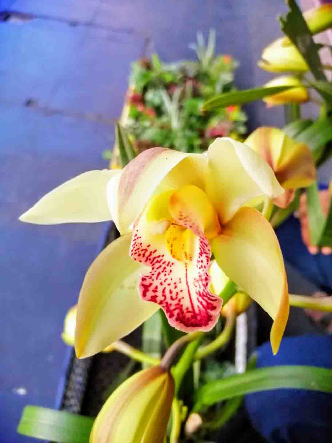 Colección-de-fotografíaLas-bonitas-fotos-tomadas-por-los-fans-de-HONOR