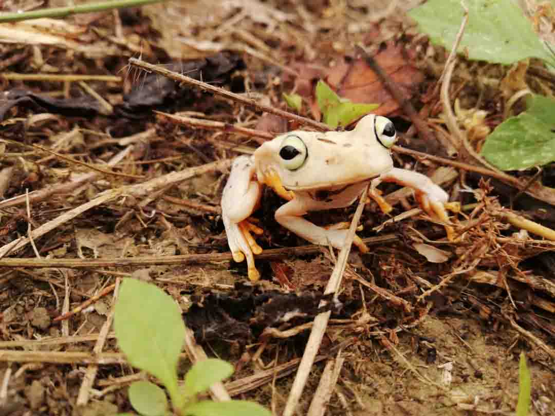 Colección-de-fotografíaLas-bonitas-fotos-tomadas-por-los-fans-de-HONOR
