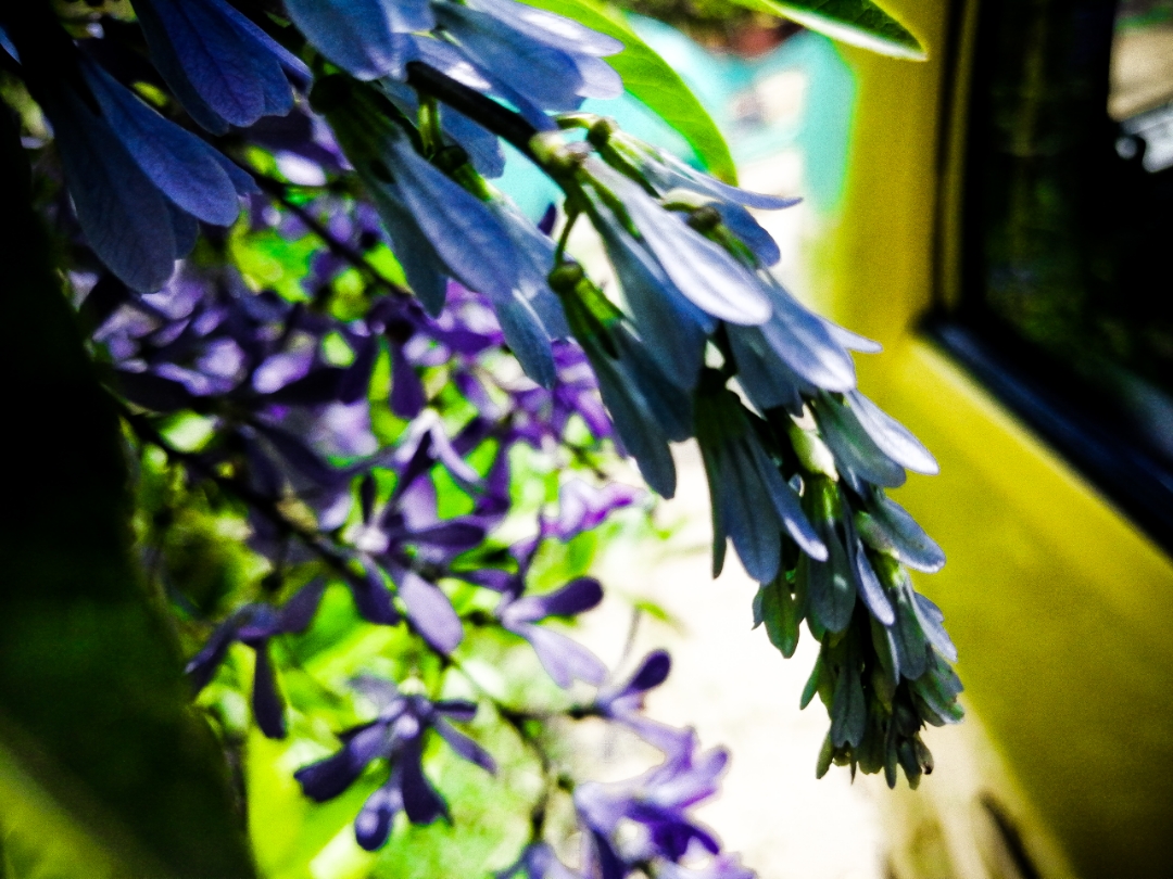 Colección-de-fotografíaLas-bonitas-fotos-tomadas-por-los-fans-de-HONOR