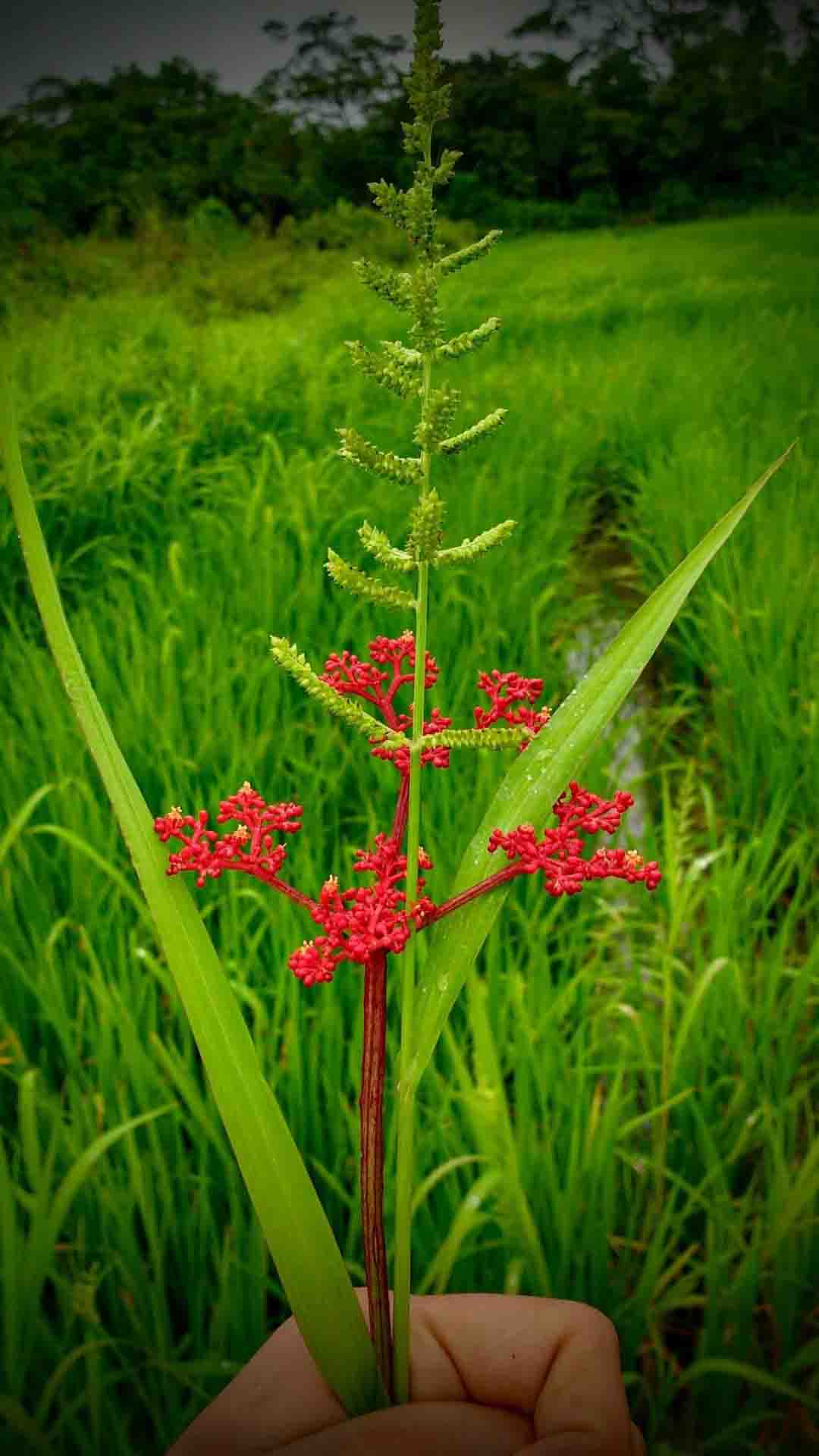 Colección-de-fotografíaLas-bonitas-fotos-tomadas-por-los-fans-de-HONOR