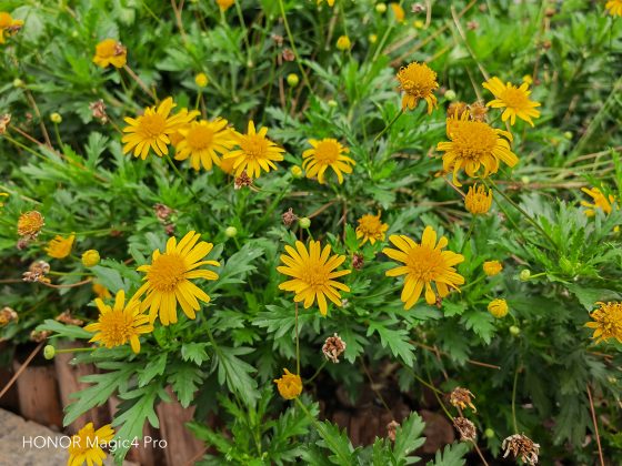 pbrppspan-stylecolorrgb19200strongمرحبا-هونر-فانزstrongspanppيحوي