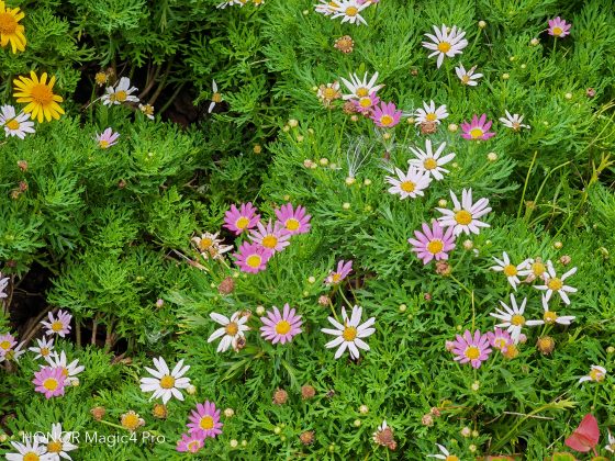 pbrppspan-stylecolorrgb19200strongمرحبا-هونر-فانزstrongspanppيحوي