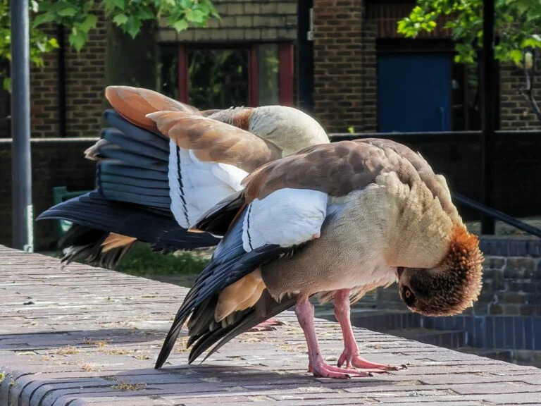 pbrppimg-srchttpsiforum-sgchihonorcomcommonstaticfaceiemj42pngppspan