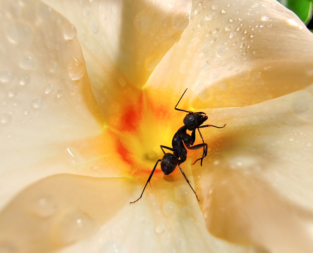 pstrong-stylespan-stylefont-size18pxspan-stylecolorrgb25500هونر-تضرب