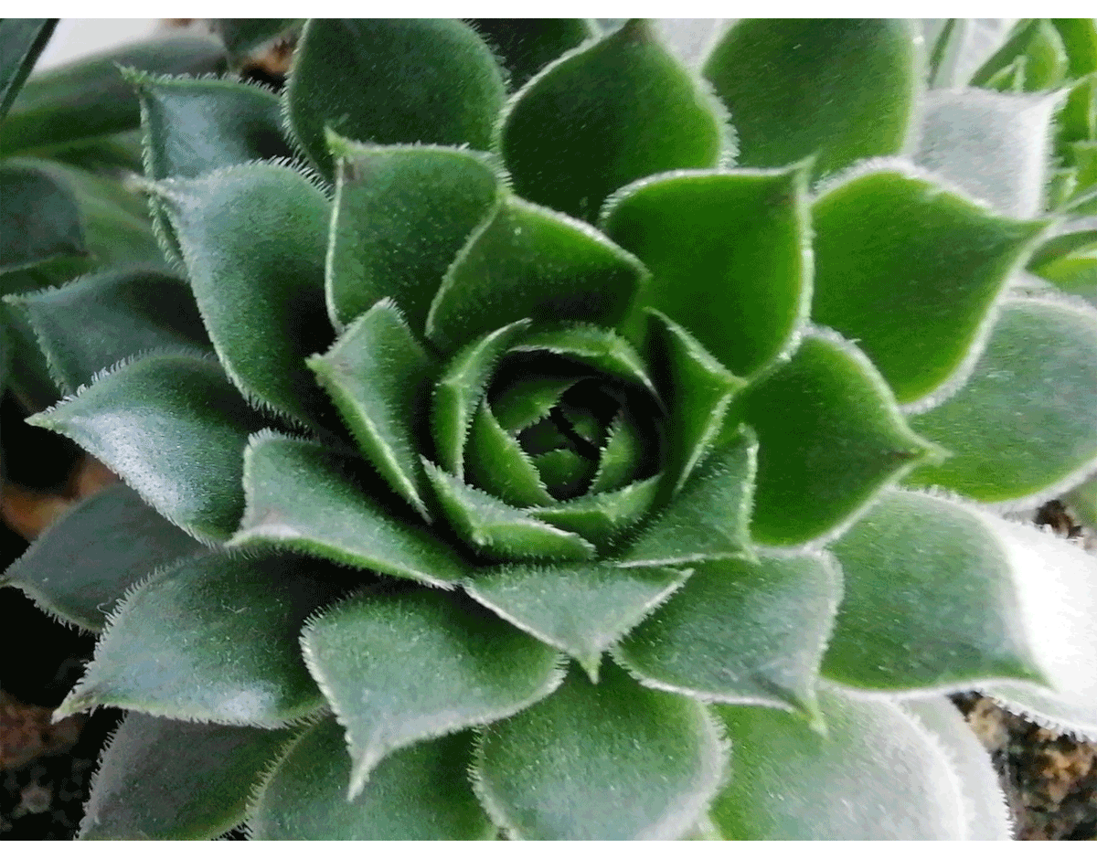 مراجعة-HONOR-10X-Lite-هو-هاتف-ذكي-رائع-مع-عمر-بطارية-ممتاز