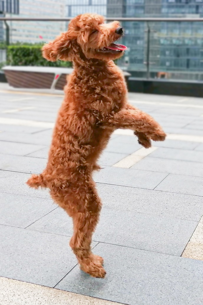 التقط-الصور-كالمحترفين-مع-كاميرا-هاتف-HONOR-10X-Lite