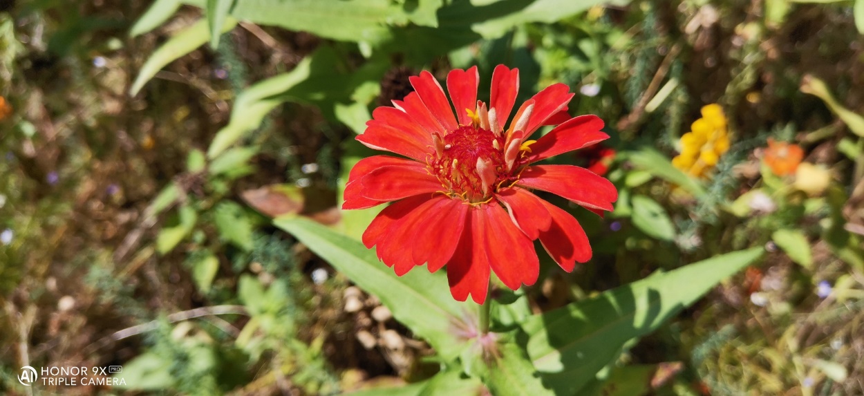 HONOR-9X-PRO-A-budget-phone-you-dont-want-to-miss-out-on---the-HONOR