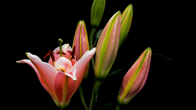 -نصائح-تعلم-التصوير-الزمني-على-أجهزة-هونر