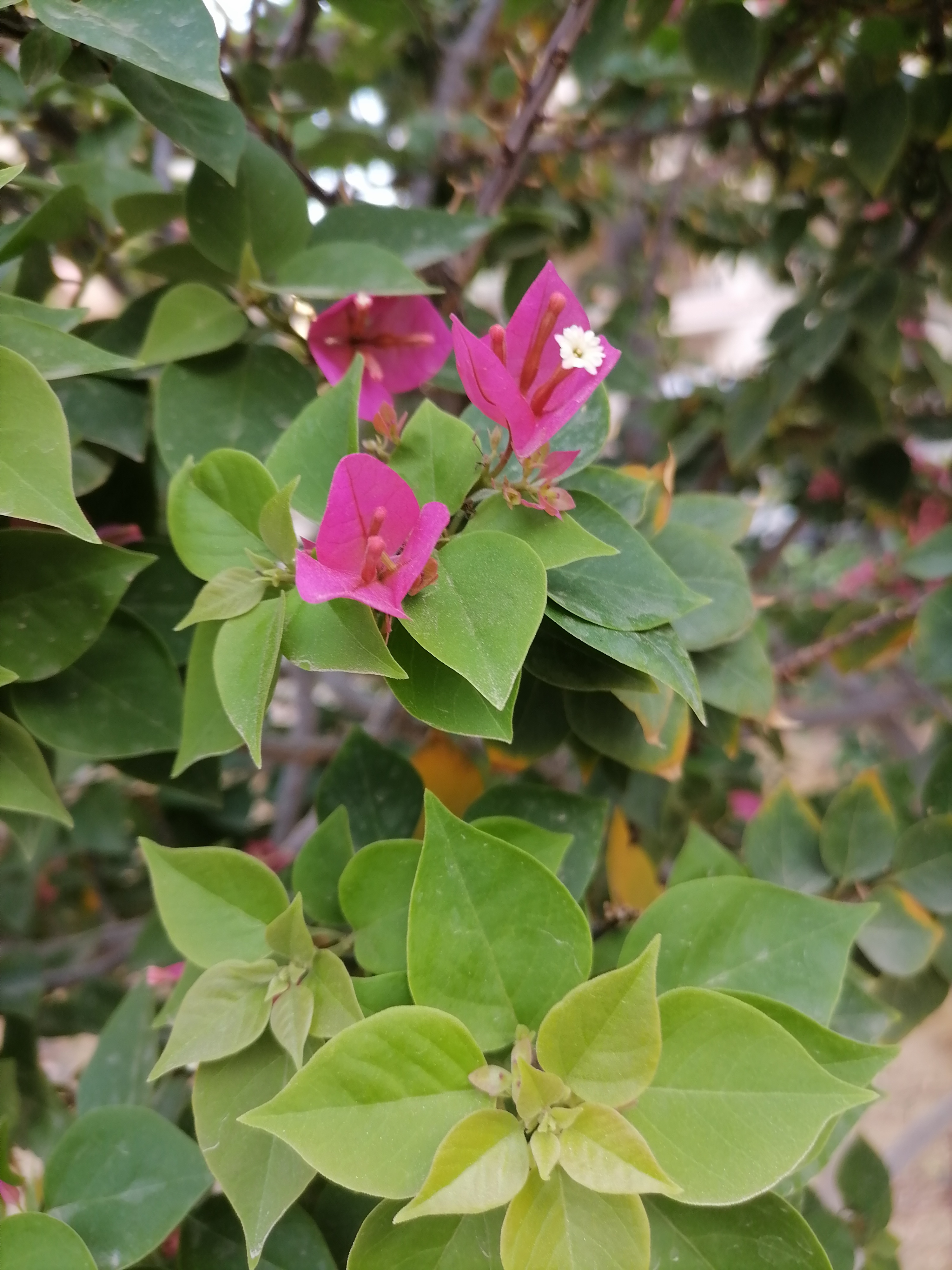 صورة-ب-honor-x9