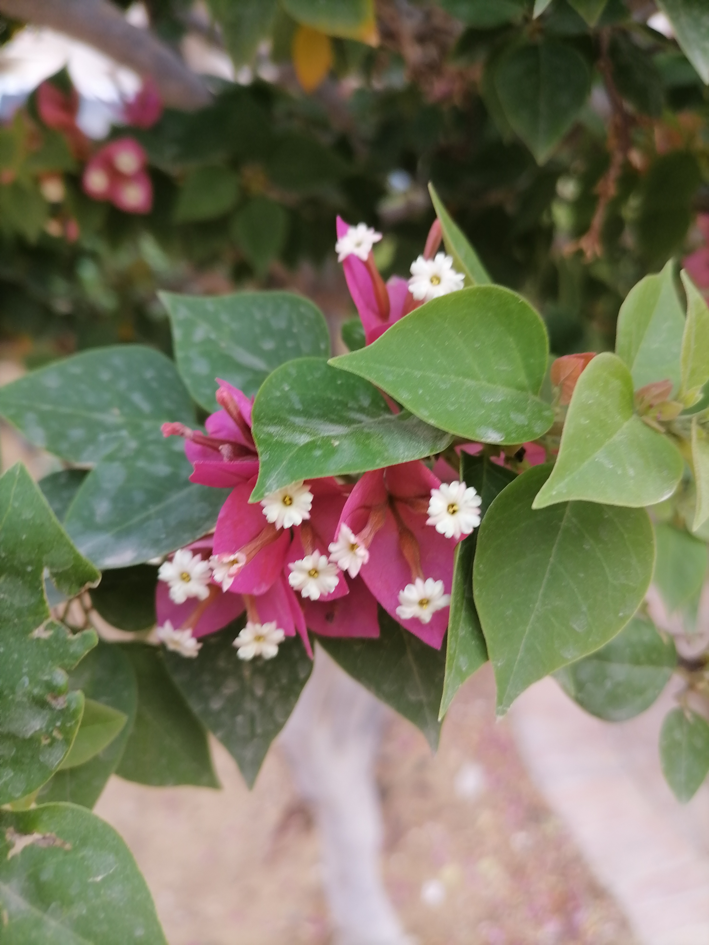 صورة-ب-honor-x9