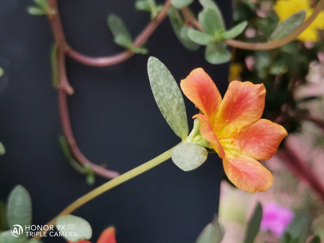 مراجعة-HONOR-9X-PRO-بـ-كيرين-810-7nm-وشاشة-العرض-الكاملة-ومميزات-أخرى