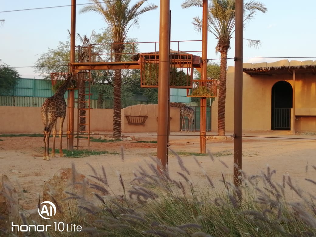 Honor-10-Lite-اختبار-كاميرا-الهاتف-الانيق