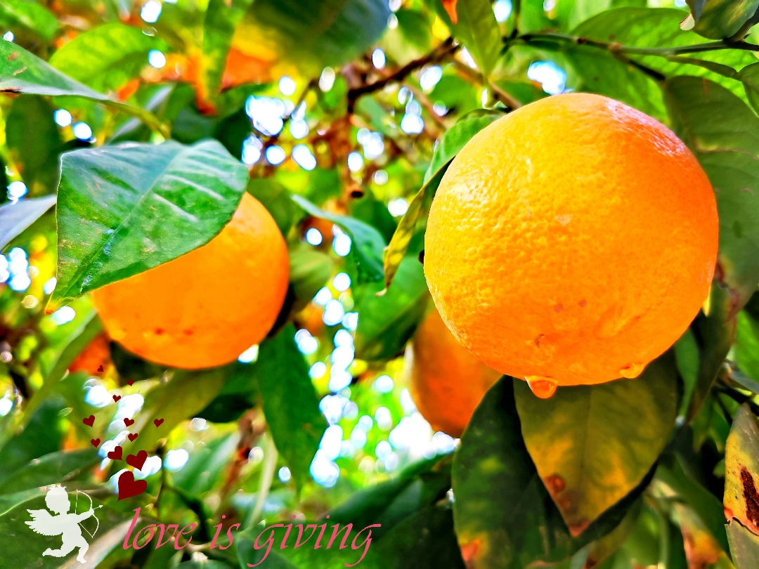 كامره-الوحش-HONOR-20PRO