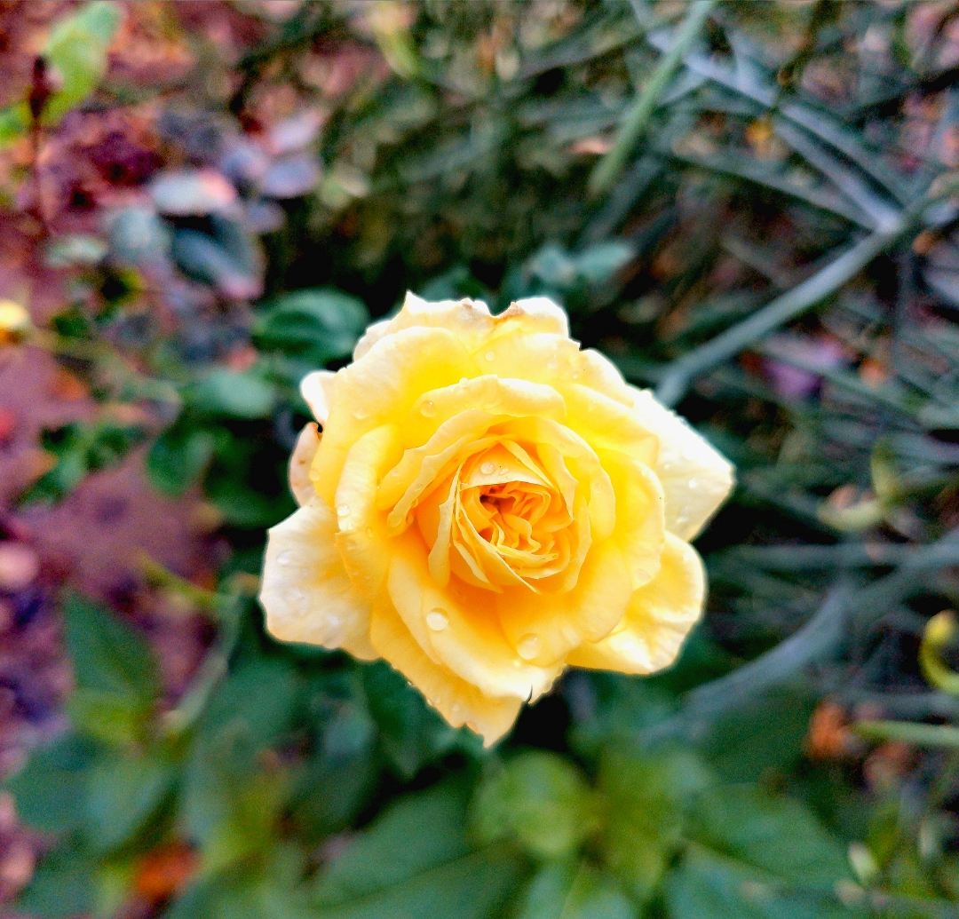 كامره-الوحش-HONOR-20PRO