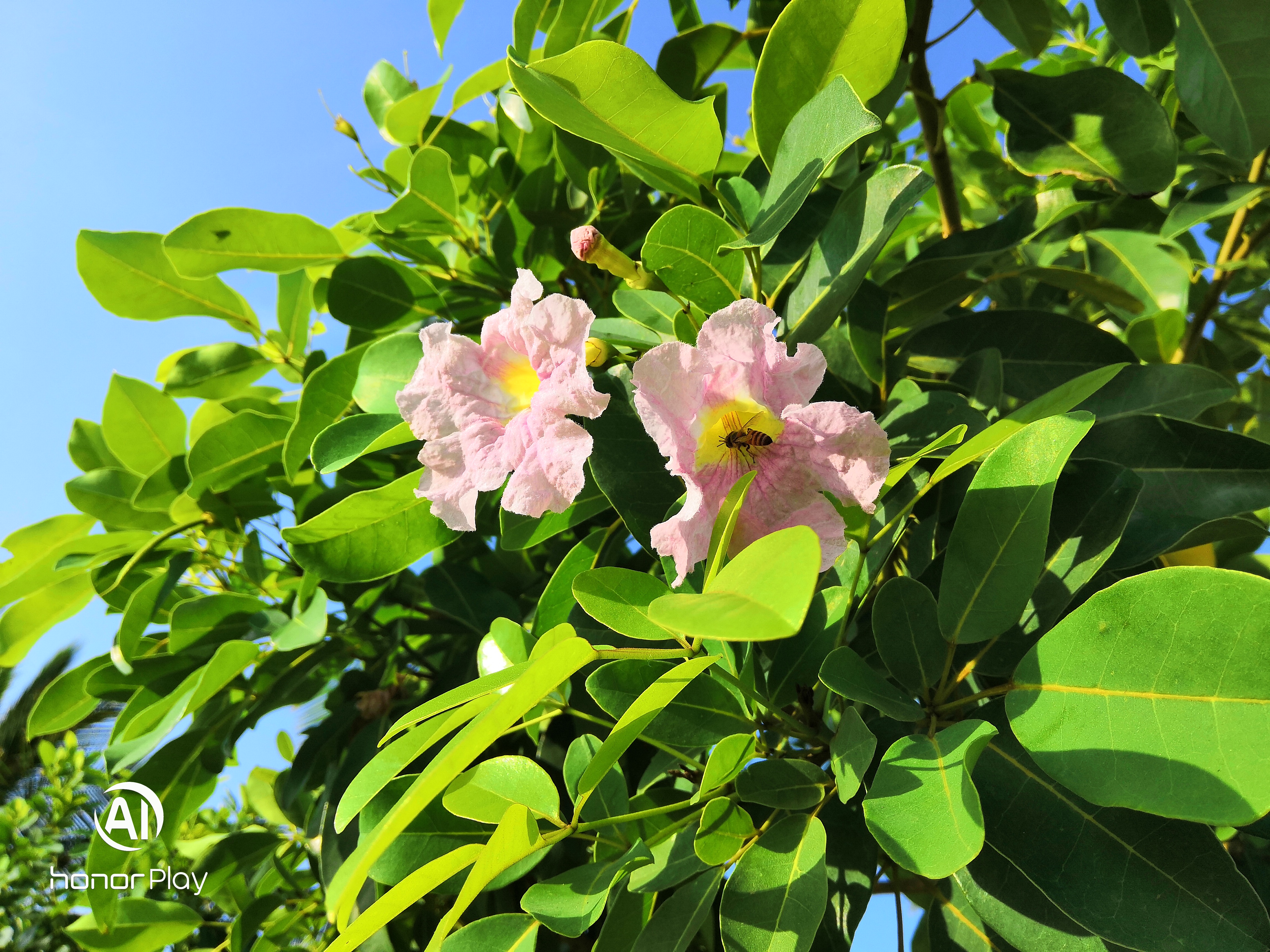 مراجعة-وحش-الجيمز-هونر-بلاي-Honor-Play