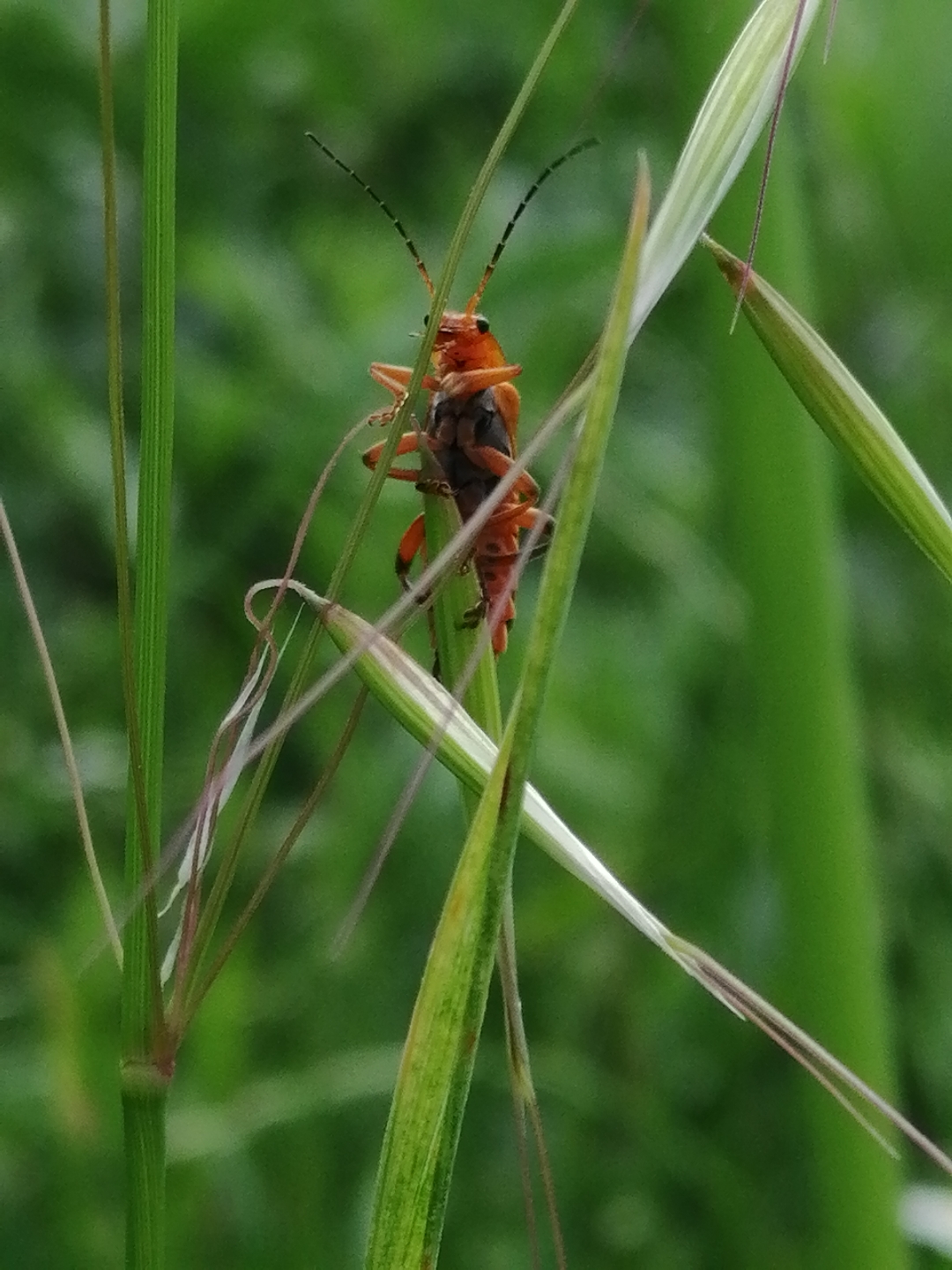 كاميرا-هونر-8x