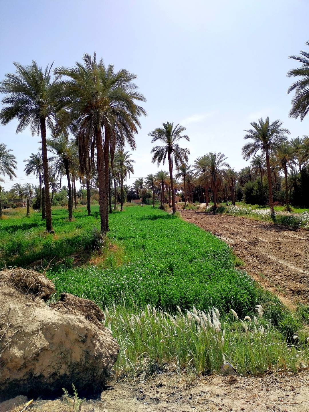 pimg-srchttpsiforum-sgchihonorcommeameadataimages2022422f233c7ee-aea3