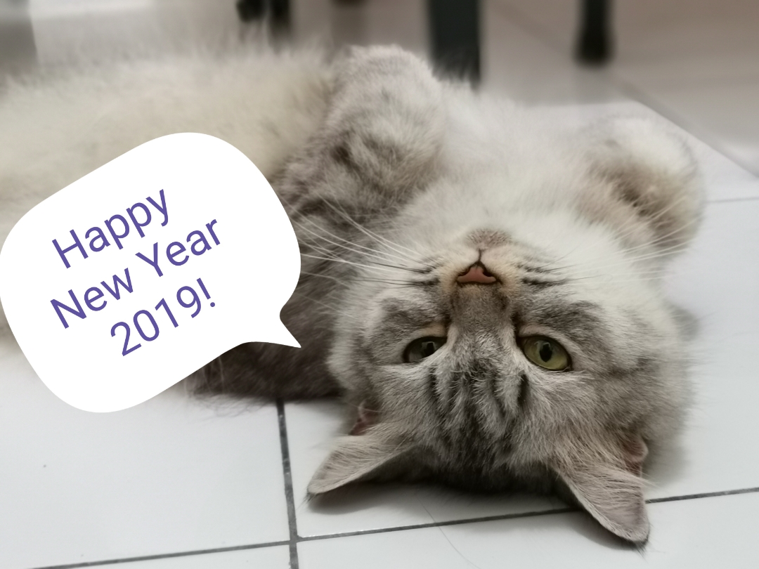 pTaken-with-Honor-7A-My-feline-and-I-wish-everyone-here-happy-new-year