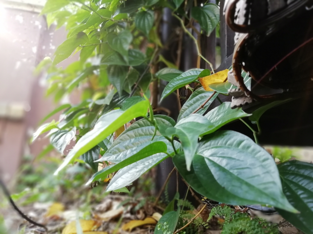 pThis-is-taken-in-my-backyard-on-the-second-when-I-got-this-9-lite-I