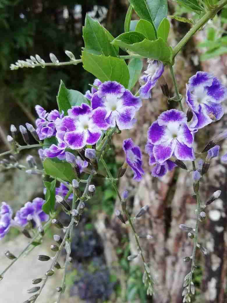 pCAMEROON-HIGHLANDS-MALAYSIAppimg-srchttpsiforum