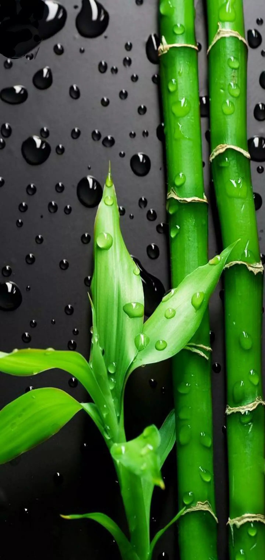 [Wallpaper Share] Punch Hole Wallpapers For Honor and Huawei phone