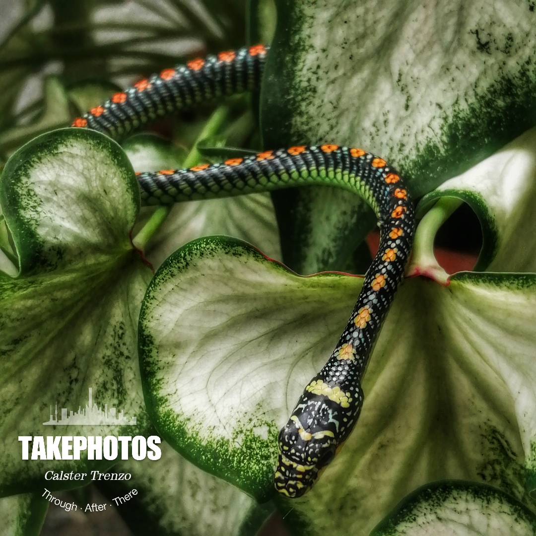 Biweekly-Photo-Collection-Highlighted-All-Good-Photos-Created-from-1st