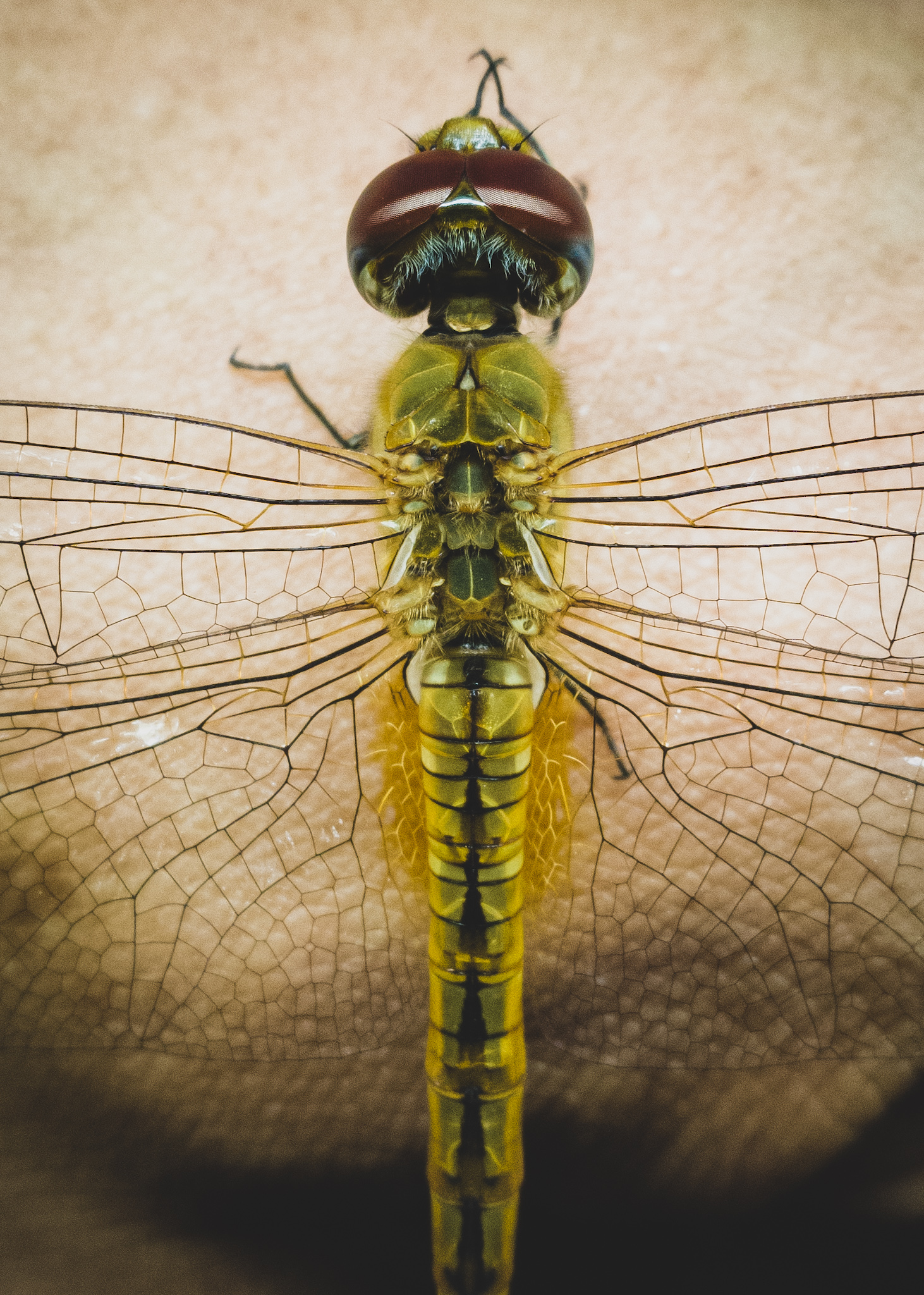 TUTORIAL-How-To-Take-Macro-Shots-Without-Macro-Lens