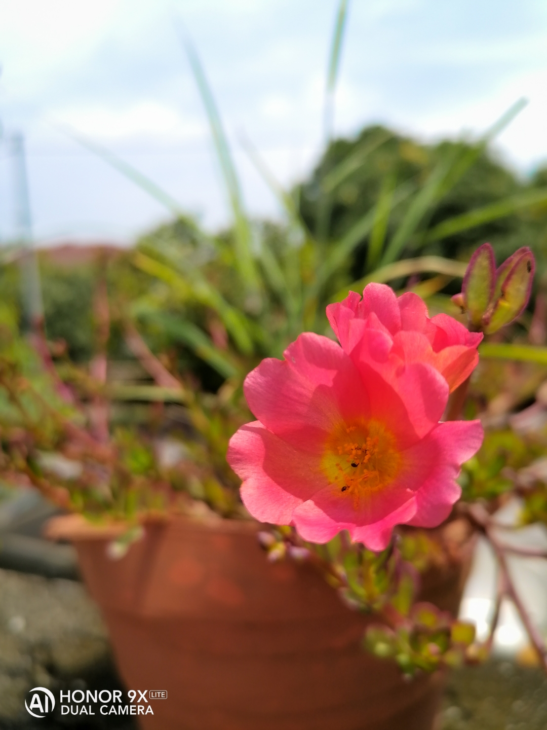 Honornbsp9XnbspLitenbspTestnbspShotnbsp-nbspPlant