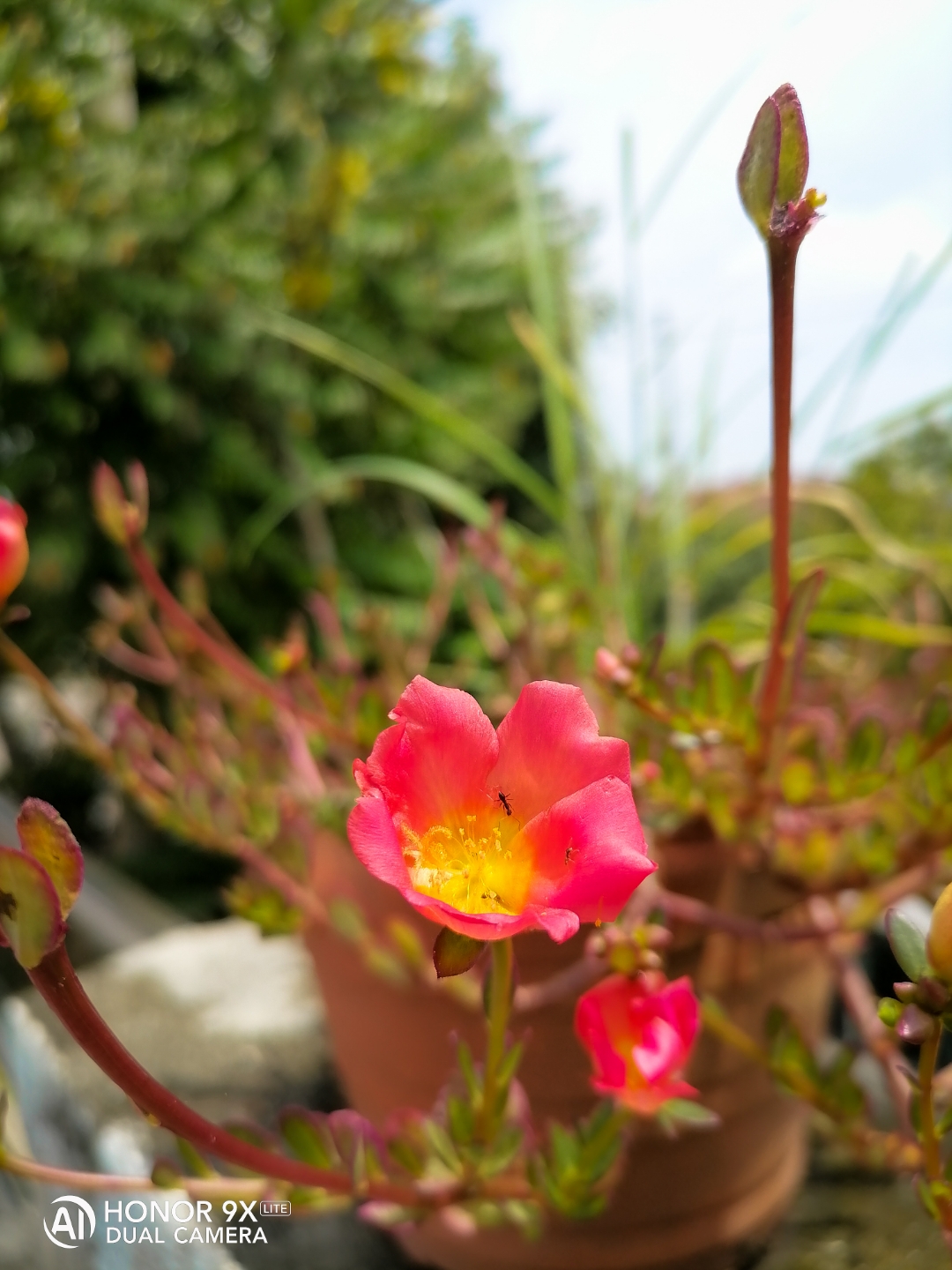 Honornbsp9XnbspLitenbspTestnbspShotnbsp-nbspPlant