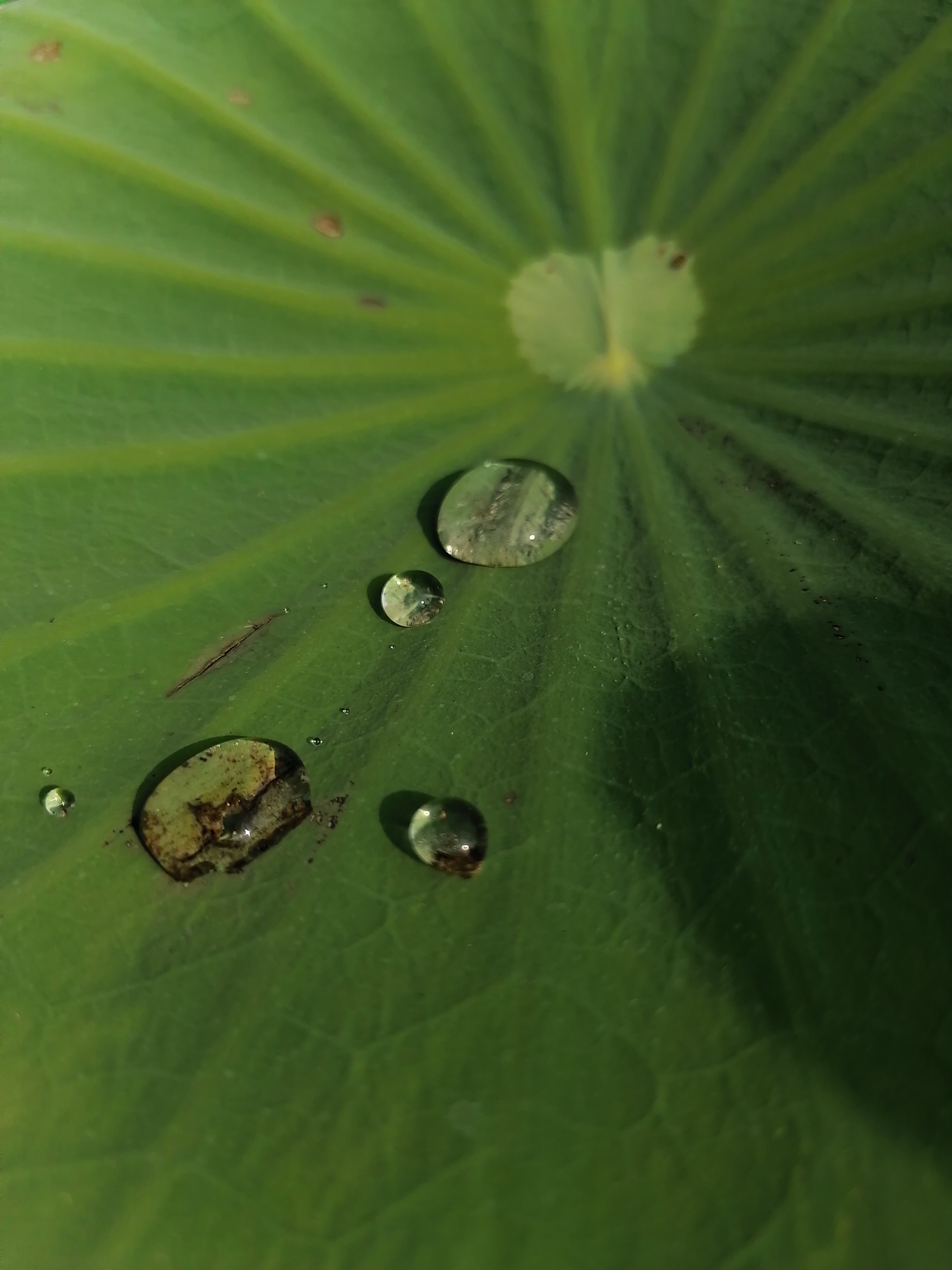 Pandangan-Awal-Honor-9X-Honor-Content-Crew