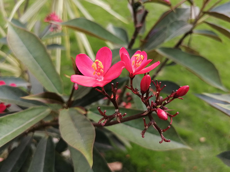 HONOR-20i-20-LITE-Three-Tips-for-Stunning-Close-up-Photography