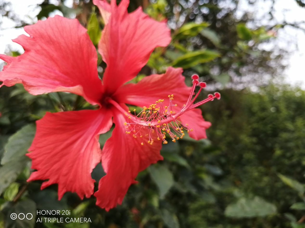 HONOR-20i-20-LITE-Three-Tips-for-Stunning-Close-up-Photography