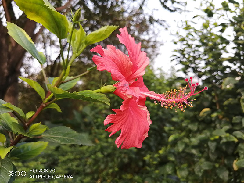 HONOR-20i-20-LITE-Three-Tips-for-Stunning-Close-up-Photography