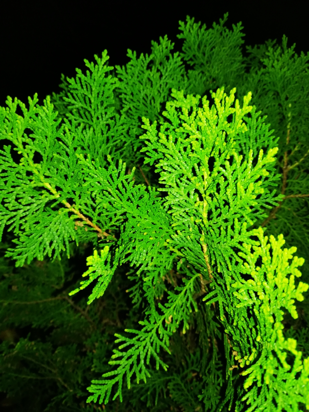 Biweekly-Photo-Collection-Highlighted-All-Good-Photos-Created-from