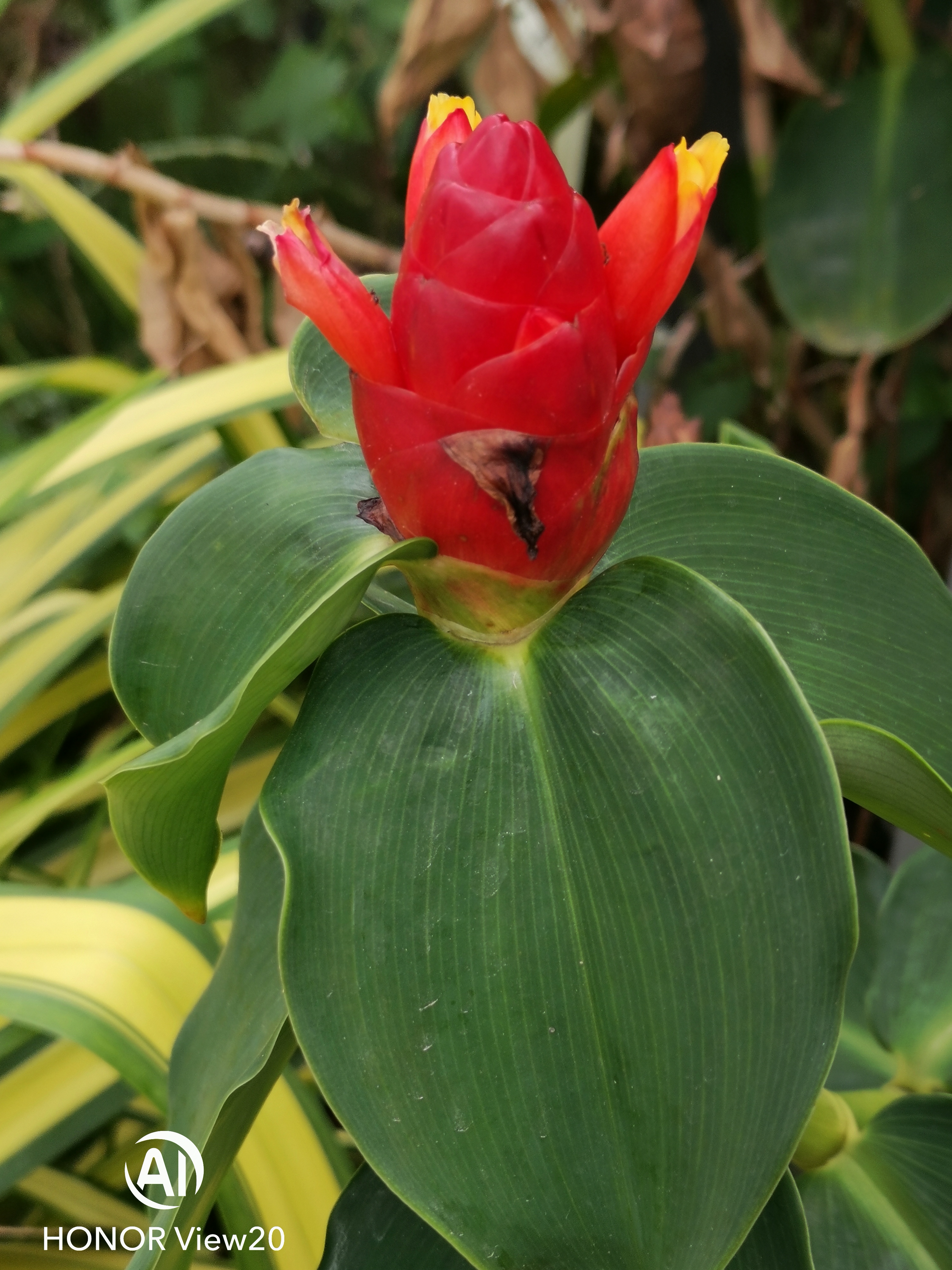 Samples-Get-to-know-about-48mp-SONY-IMX586-amp-Sample-shots