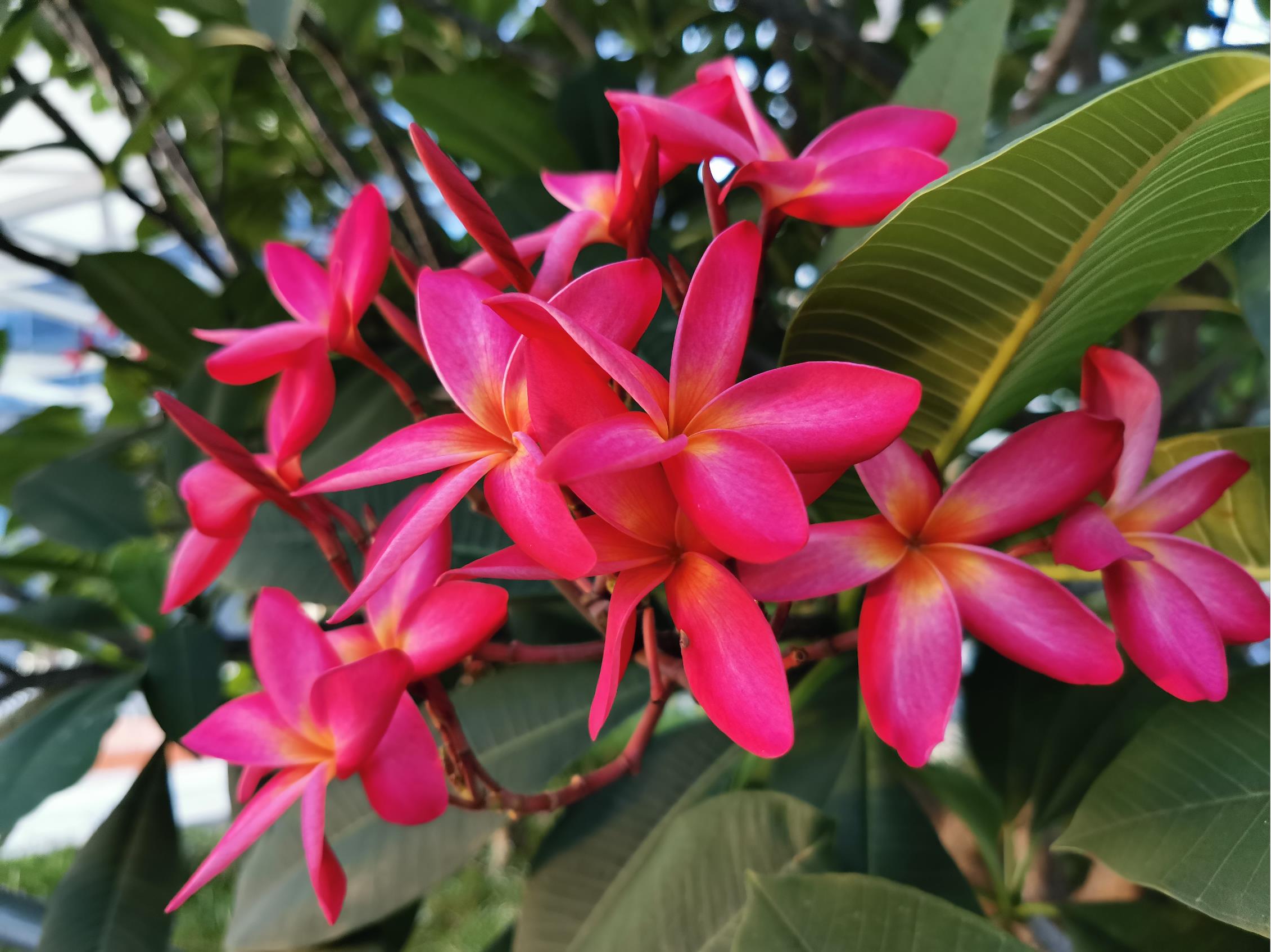 Do-you-want-to-know-the-camera-perfomance-of-HONOR-20-pro-Here-are