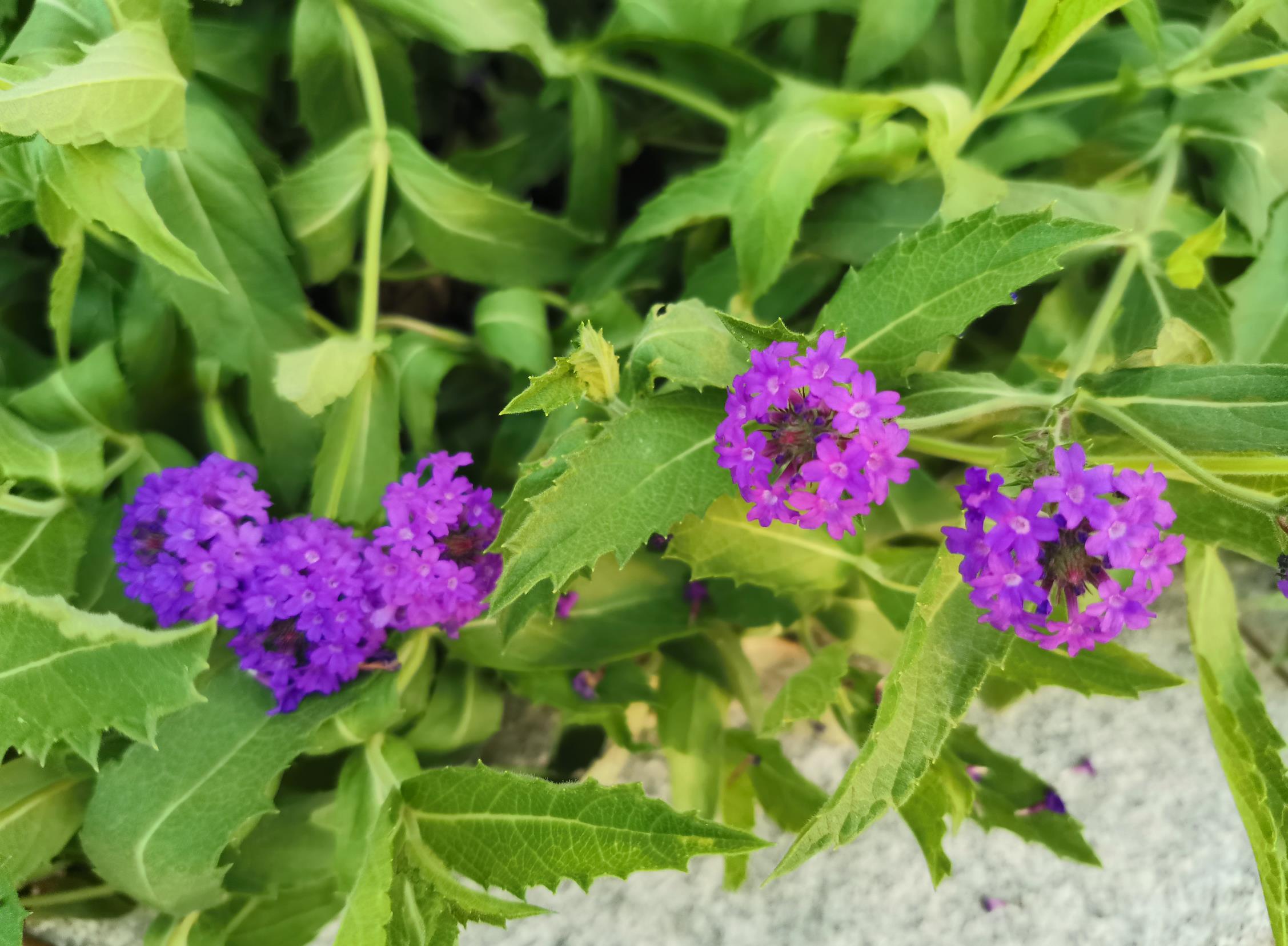 Do-you-want-to-know-the-camera-perfomance-of-HONOR-20-pro-Here-are